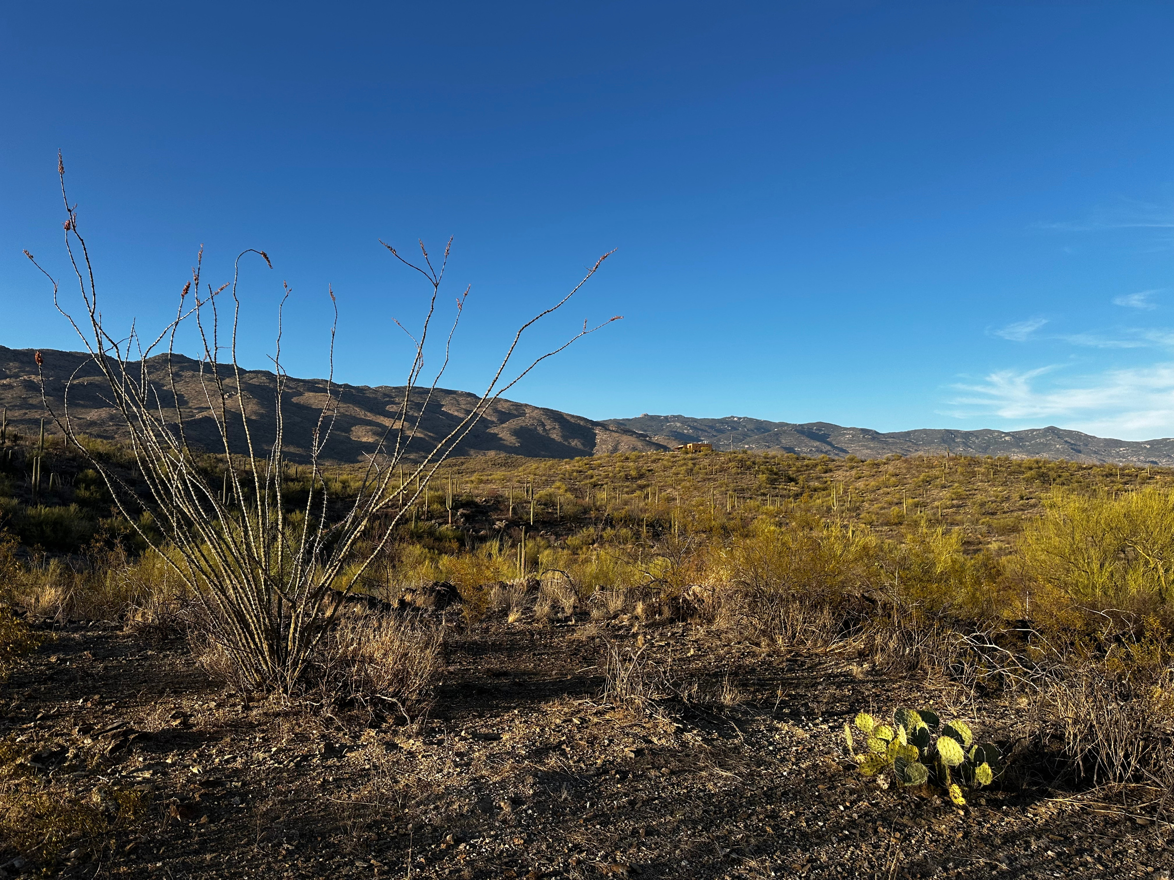 Facing Northeast — Ocotillo & saguaro foreground