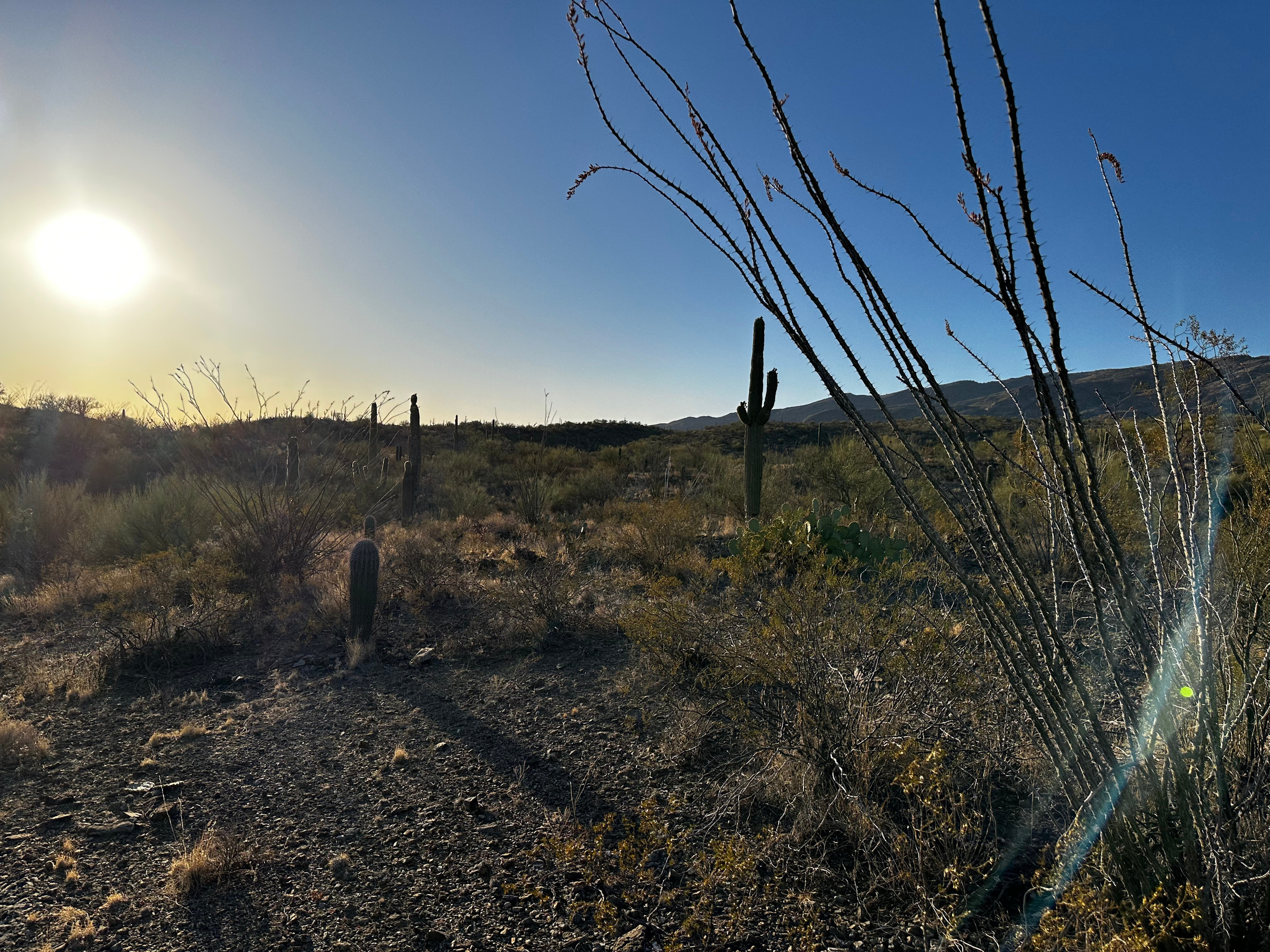 Facing Northwest — Saguaro National Park